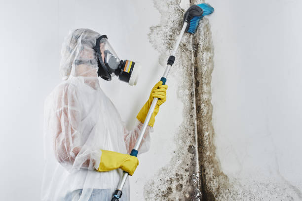 Environmental Consulting for Mold Prevention in Groesbeck, OH