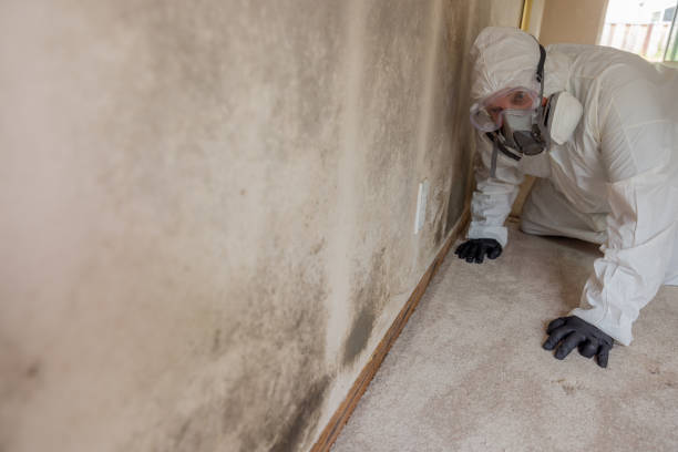 Best Real Estate Mold Inspection  in Groesbeck, OH