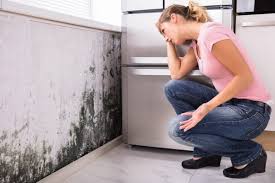 Professional Mold Removal Services in Groesbeck, OH